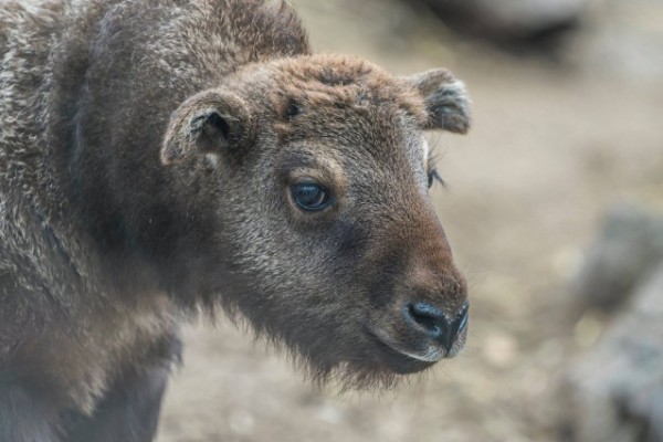 Mishmi takinok születtek  Állatparkukban
