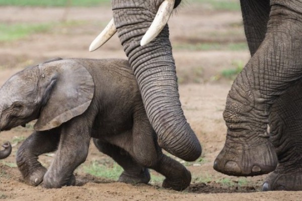 Afrikai elefánt született Állatparkunkban