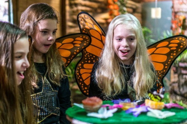 Csupán pár napig látható a Pillangók erdeje