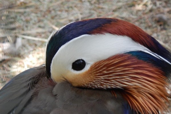 Dear Visitors!  Because of the present health situation, the SóstóZoo temporarily cannot receive visitors.
