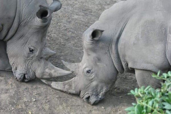 The Nyíregyházi Állatpark/Sosto Zoo is opened and can be visited but some prevention has to be made.