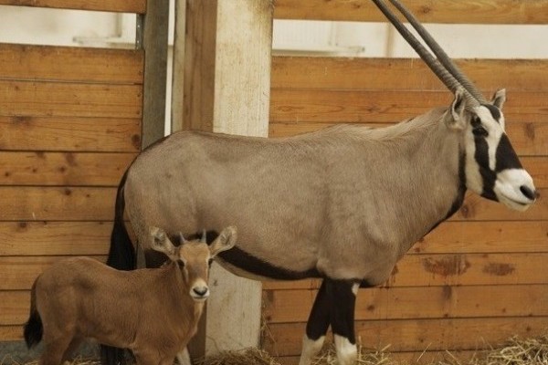 Ritka antilop született Állatparkunkban!