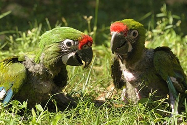 Különleges szaporulat Állatparkunkban!