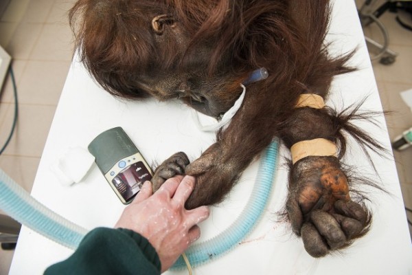 Második helyezést értek el az állatainkról készült felvételek! 