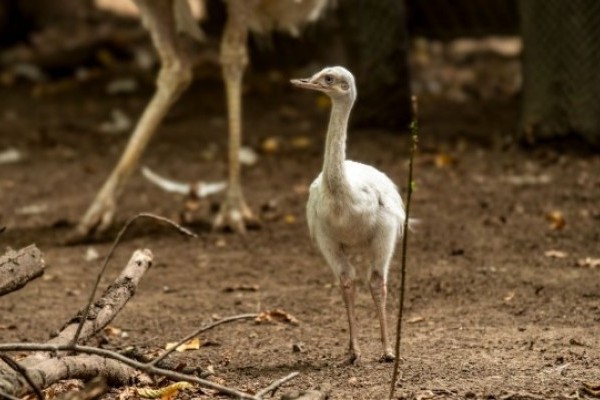 Fehér nandu kelt ki Állatparkunkban