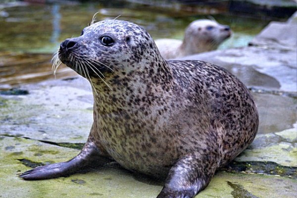 Nyíregyházi segítség határmenti állatkerteknek