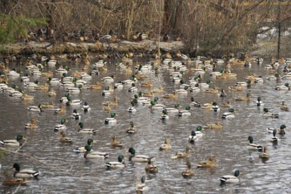 Több száz madárral  lettünk gazdagabbak!
