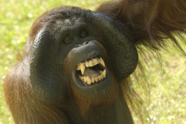 Ma van az Orangutánok Világnapja!