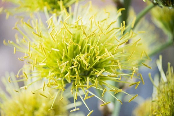 Halálában virágzó növény a Nyíregyházi Állatparkban!