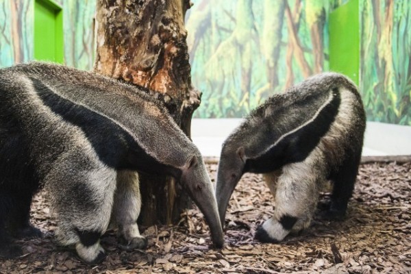Belakták kifutóikat a Viktória ház talán legfurcsább külsejű állatai, a sörényes hangyászok!
