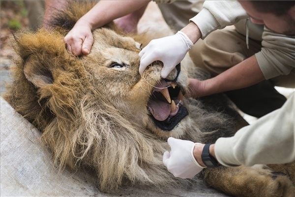 Általános orvosi vizsgálaton esett át a park alapító állata!