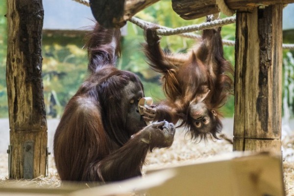 The first Bornean orangutan, who was born in Hungary became 2 years old! 