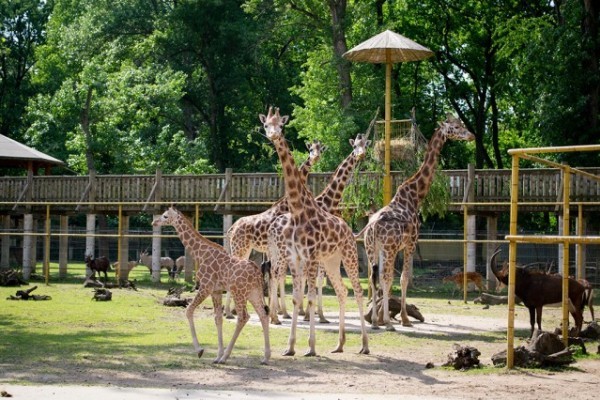 Zsiráf keresztszülő kerestetik!