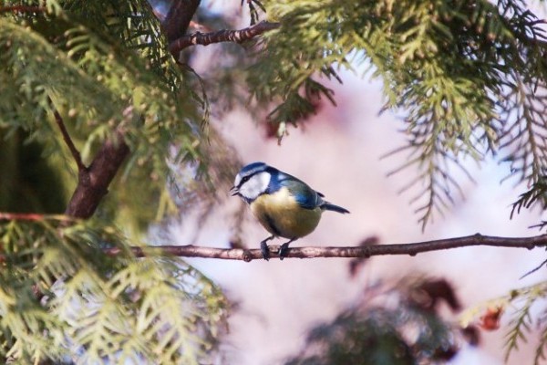 Védjük kertünk madarait