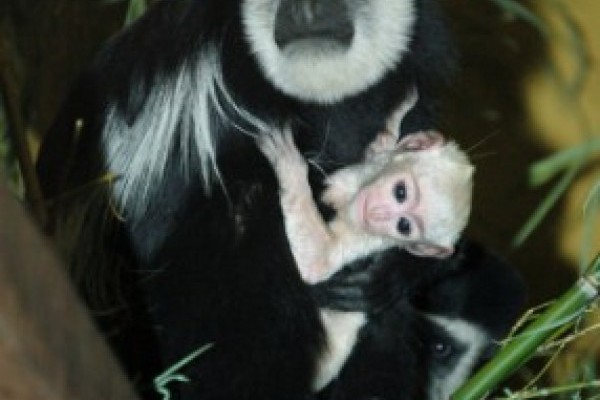 Karácsonykor született meg parkunk legifjabb lakója