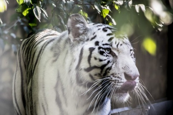 Segíts, hogy a Nyíregyházi Állatpark legyen az Év Turisztikai Attrakciója! 