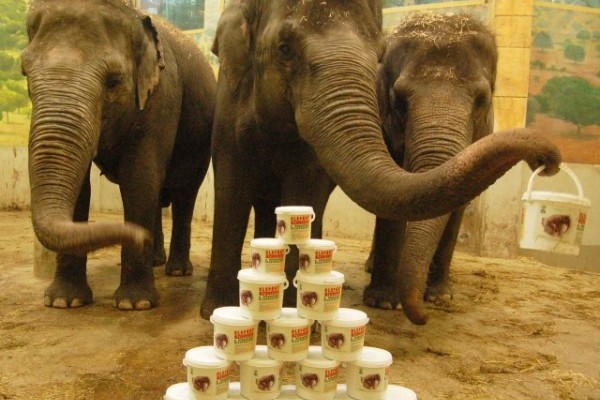 Idén is megkezdtük az elefánttrágya értékesítést! 