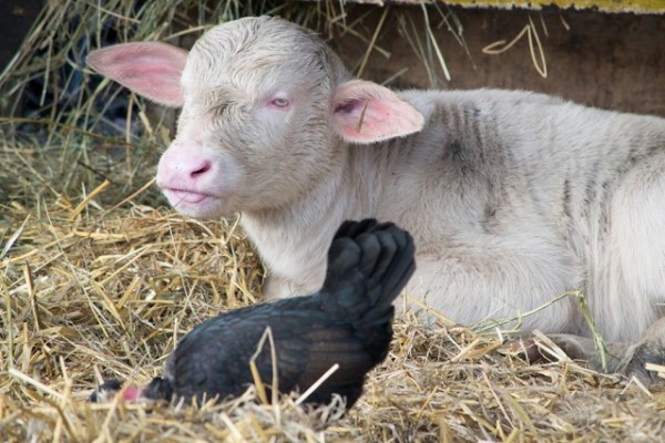 Január 1-én született meg az idei esztendő első újszülöttje