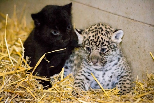 Jaguár kölykök születtek Állatparkunkban