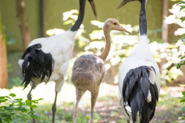 Már a látogatóink is megtekinthetik az 5 hetes mandzsu darut.