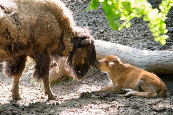 Újabb amerikai bölény született a Nyíregyházi Állatparkban