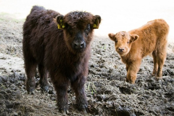 Bővült  Állatparkunk skót felföldi marha állománya
