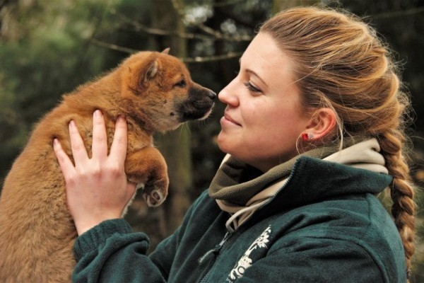 Dingó kölyök született a Nyíregyházi Állatparkban