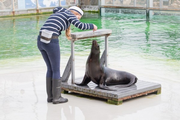 Új kaliforniai oroszlánfóka érkezett Állatparkunkba