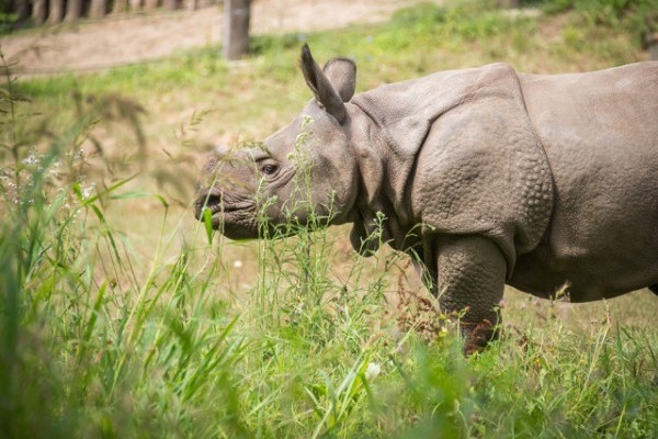 Our zookeepers said goodbye to the rhino baby