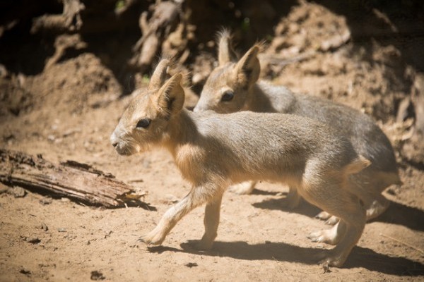 Kis nagy marák születtek Állatparkunkban
