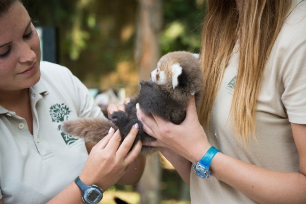 Red panda twins were born again at Sóstó Zoo