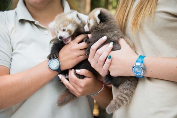 Szinte nincsen hét, hogy ne számolnánk be valamelyik állatcsaládunk sikeres szaporulatáról.