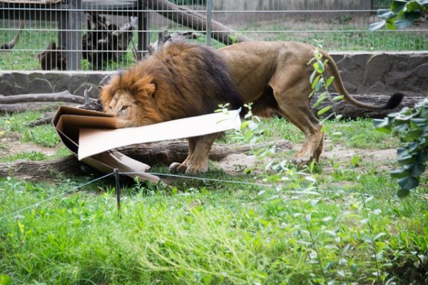 Nagymacskák VS. kartondobozok