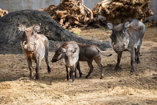 Pumbaa és csapata az Állatparkban