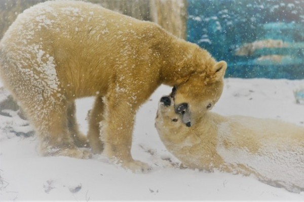 Ma van a Jegesmedvék Nemzetközi Világnapja!
