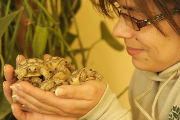 Sarkantyús teknősök keltek ki Állatparkunk Hüllő ovijában!