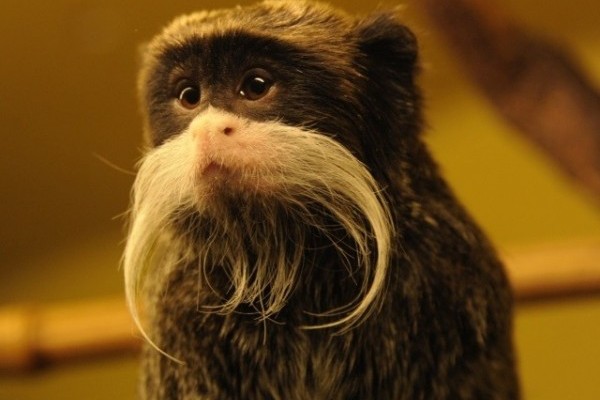 Our zoo's collection is broadened by a new species, Emperor tamarins have arrived