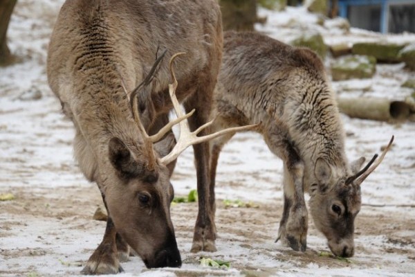 Ismerd meg az Északi-sarkvidék ikonikus patás állatát...