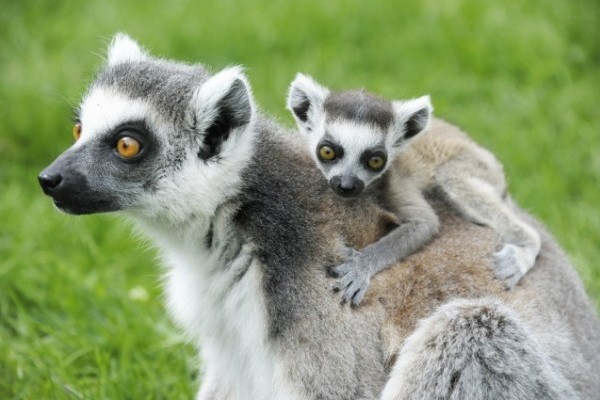 Six Ring-tailed lemur cubs were born in the Madagascar enclosure on 23rd April in 2015