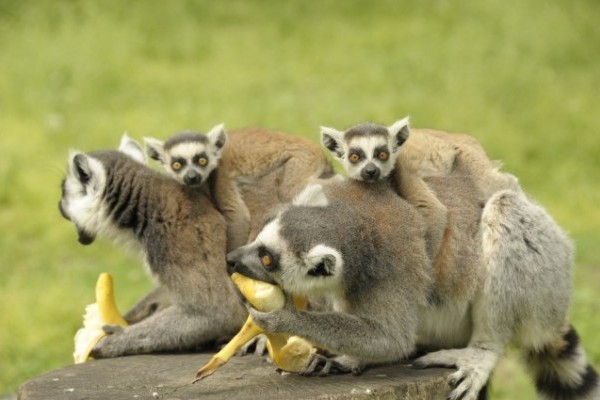Katta kölykök az Állatparkban!