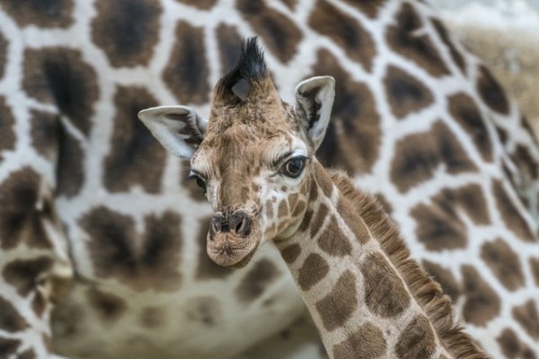Új taggal gyarapodott a zsiráf családunk