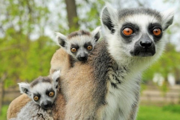 Gyűrűsfarkú maki születtek