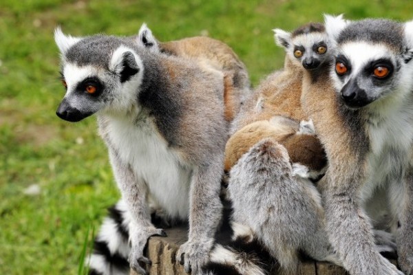 Gyűrűsfarkú maki bébik születtek!