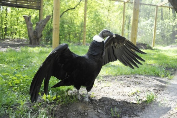 An extremely rare condor arrived to the Sosto Zoo!