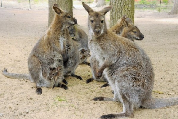 Bébi bumm az Állatparkban