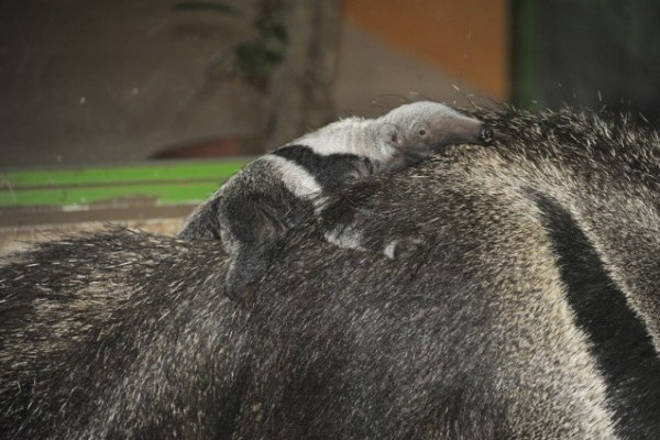 Another special and rare animal was born in Nyiregyhaza