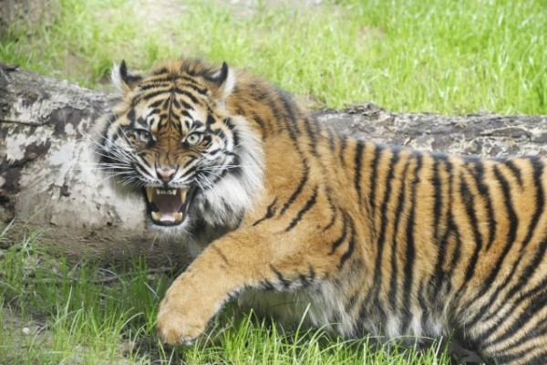 Feleség érkezett a kihalástól közvetlenül veszélyeztetett tigrisalfajunkhoz!