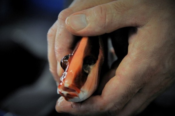 Életmentő műtét egy tengeri halon!