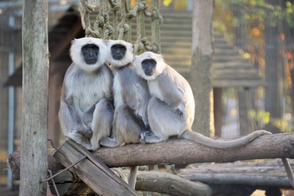 Szent állatok az Állatparkban