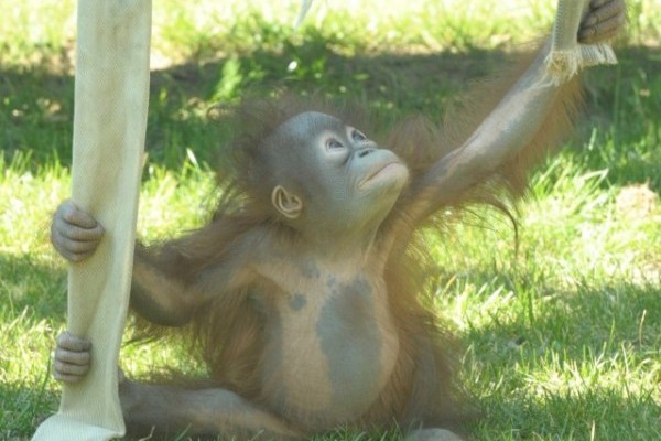 1 éves lett az első  Magyarországon született borneói orangután! 
